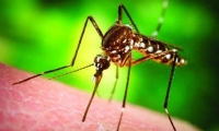 فيروس جديد يسببه البعوض يودي بحياة رجل في أميركا